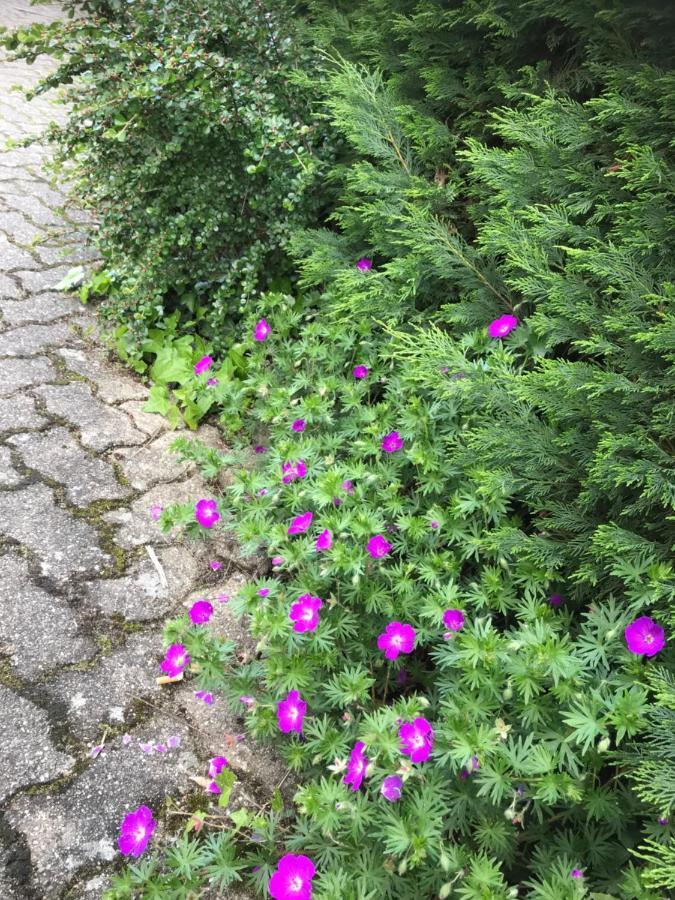 Appart Les Cerises Entre Strasbourg Et Haguenau Bischwiller Εξωτερικό φωτογραφία